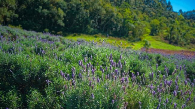 Conhecida pelos campos floridos e pela Festa Nacional da Lavanda, cidade virou referência no turismo ligado à planta no Sul do Brasil