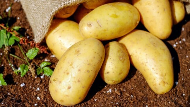 Um estudo publicado no The Journal of Nutrition em julho de 2024 encontrou uma ligação entre o consumo frequente de batatas e o menor risco de morte precoce (Foto: Pexels)