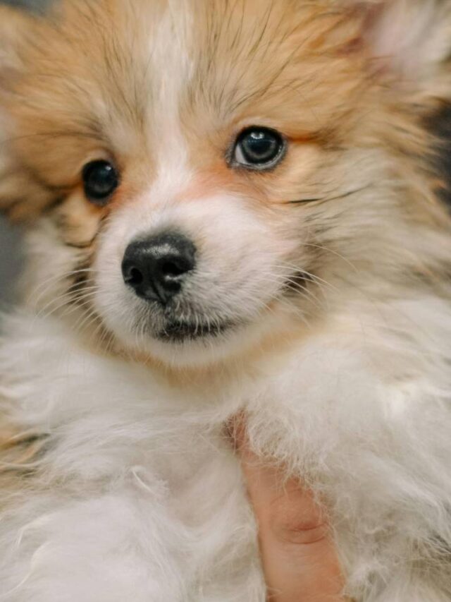 Dar comandos para pets com voz de bebê realmente funciona