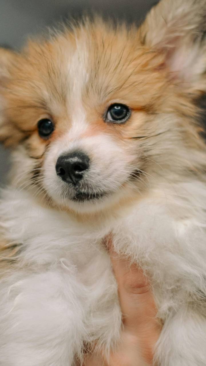Dar comandos para pets com voz de bebê realmente funciona