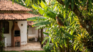 O canto diurno das aves indica alimentação abundante, abrigo seguro e baixo estresse ambiental e ainda traz benefícios comprovados para a saúde mental de quem vive por perto.