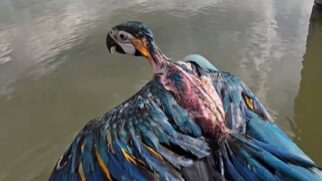 Pescador resgata arara