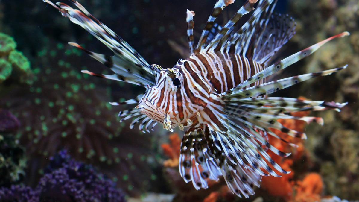 O peixe-leão impressiona pela beleza, mas é uma das espécies invasoras mais perigosas do litoral brasileiro. Foto: Pexels