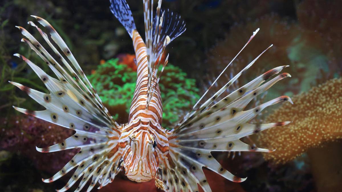 . Com 18 espinhos venenosos, o contato com o peixe-leão pode causar dores intensas e até convulsões em humanos. Foto: Pexels