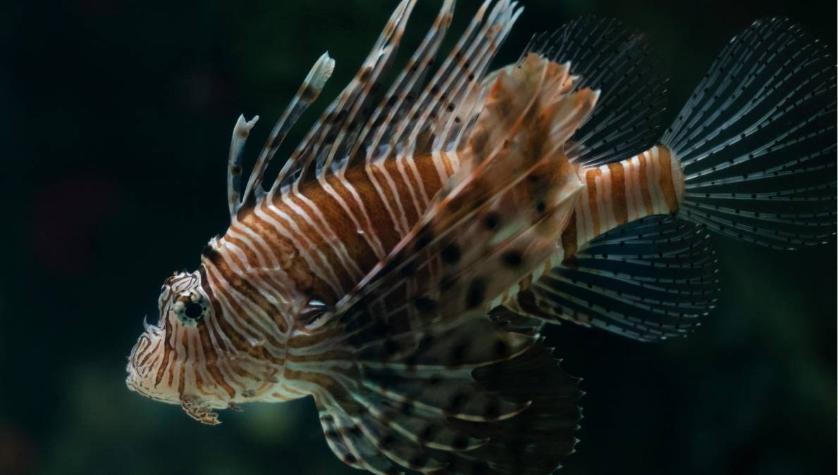Capaz de consumir até 20 peixes em 30 minutos, o peixe-leão ameaça a biodiversidade dos nossos recifes. Foto: Pexels
