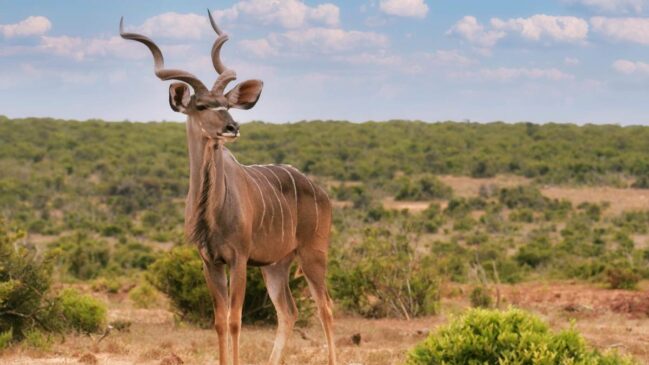 apaz de saltar obstáculos imensos apesar do seu porte, este majestoso antílope se destaca pela elegância e pelos segredos de sua sobrevivência no habitat selvagem