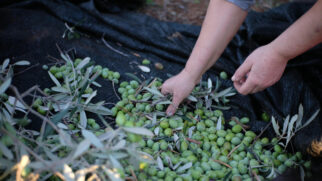 Oliveiras podem ser cultivadas em vasos e se adaptam bem a varandas ensolaradas