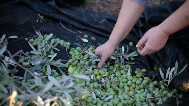 Oliveiras podem ser cultivadas em vasos e se adaptam bem a varandas ensolaradas