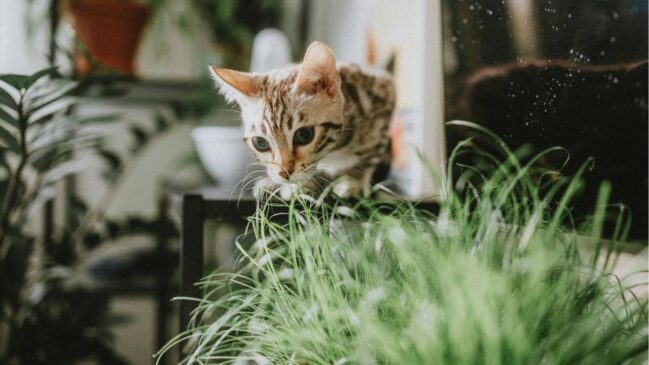 Existem opções seguras que mantém a casa bonita sem colocar os pets em risco