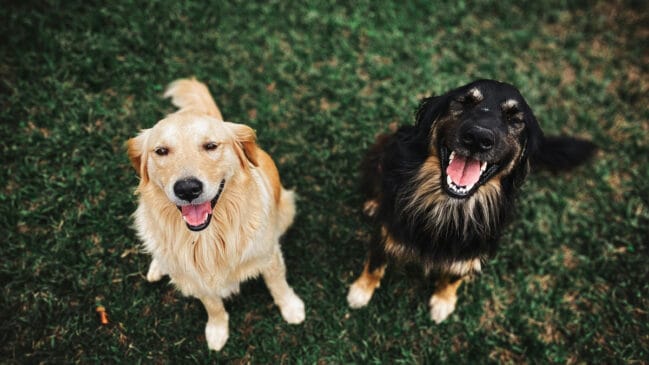 Falar com voz fina para cães não é só fofura: a ciência diz que funciona (Foto: Pexels)