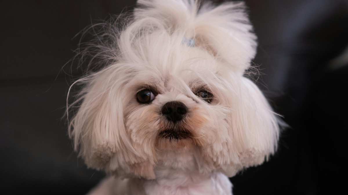Pequenos no tamanho e gigantes no carisma, esses cães mantêm traços de filhote mesmo na fase adulta (Foto: Pexels)