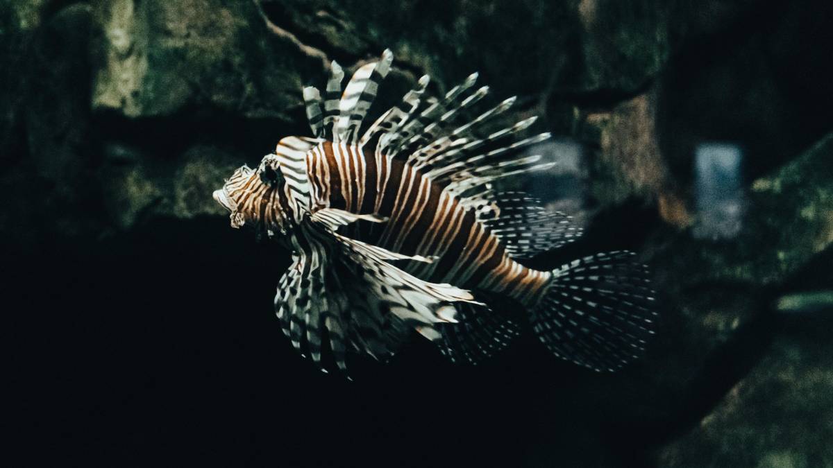 Operações de manejo em Fernando de Noronha tentam controlar a população da espécie para proteger peixes nativos. Foto: Pexels