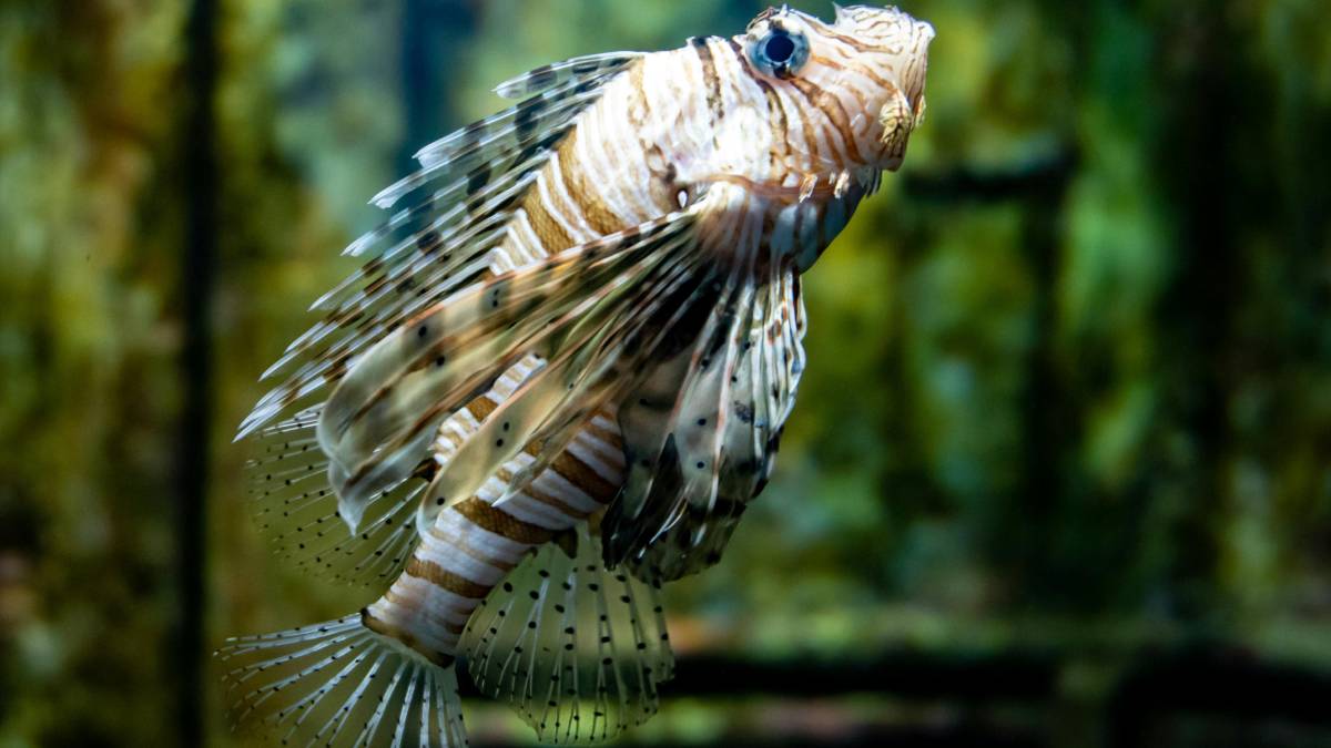 Embora seja peçonhento, a carne do peixe-leão é comestível e o consumo é estudado como forma de controle. Foto: Pexels
