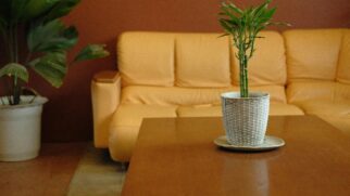 Entender os sinais precoces que o bambu-da-sorte emite antes do amarelamento avançar é o segredo para manter a planta saudável e bonita por muito mais tempo dentro de casa.
