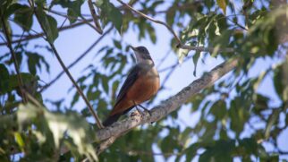 Mais do que um canto melodioso ao amanhecer, a ave nacional do Brasil é mestre em adaptação e hoje atua como embaixadora do turismo de observação nas grandes metrópoles