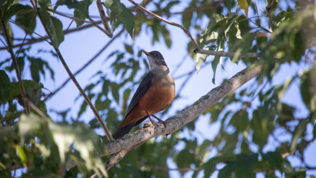 Mais do que um canto melodioso ao amanhecer, a ave nacional do Brasil é mestre em adaptação e hoje atua como embaixadora do turismo de observação nas grandes metrópoles