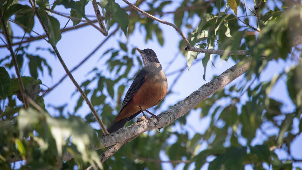 Mais do que um canto melodioso ao amanhecer, a ave nacional do Brasil é mestre em adaptação e hoje atua como embaixadora do turismo de observação nas grandes metrópoles