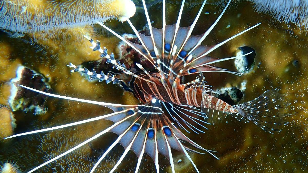 O maior exemplar de peixe-leão já registrado no mundo, com 49 centímetros, foi capturado em águas brasileiras. Foto: Pexels