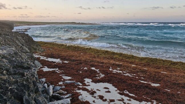 Grande Cinturão de Sargaço do Atlântico já espalha milhões de toneladas de algas pelo Caribe e provoca impactos no turismo, na saúde e na vida marinha