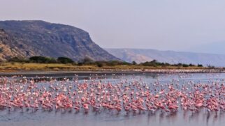 O fotógrafo Nick Brandt registrou em 2013 imagens de animais calcificados no Lago Natron que chocaram o mundo conheça a explicação científica por trás do lago que