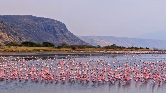 O fotógrafo Nick Brandt registrou em 2013 imagens de animais calcificados no Lago Natron que chocaram o mundo conheça a explicação científica por trás do lago que
