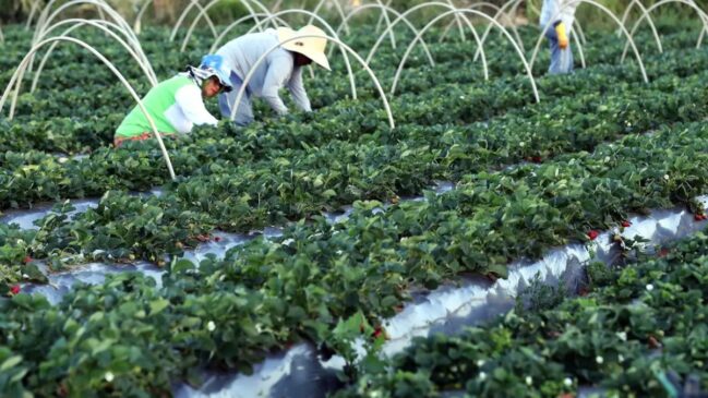A integração da agricultura familiar ao Novo Desenrola Brasil garante a regularização de débitos e o suporte necessário para a continuidade da produção nacional.