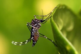 Foram confirmados 4.595 casos em São Paulo em janeiro; melhor arma para enfrentar a dengue é eliminar os criadouros do mosquito