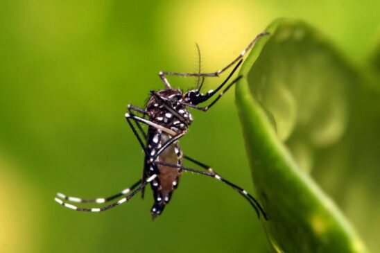 Foram confirmados 4.595 casos em São Paulo em janeiro; melhor arma para enfrentar a dengue é eliminar os criadouros do mosquito