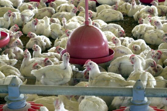 A empresa brasileira de alimentos BRF, dona das marcas Sadia e Perdigão, anunciou o recolhimento de aproximadamente 164,7 toneladas de carne de frango in natura
