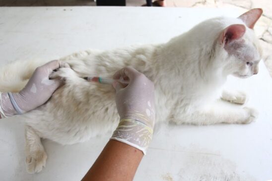 Para a imunização, os animais devem ser castrados e os donos devem levar comprovante de residência recente