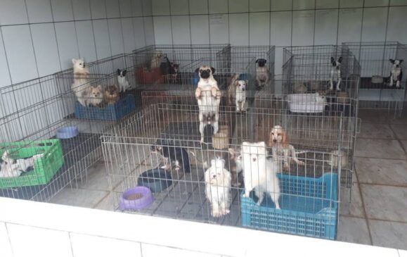 Polícia Militar Ambiental fechou um canil na cidade de Piedade; equipe encontrou cães sem alimentação e em locais sujos