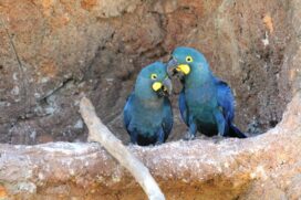 As duas avezinhas nasceram nos dias 8 e 13 de janeiro último de uma ninhada de quatro ovos; aves estão no interior paulista
