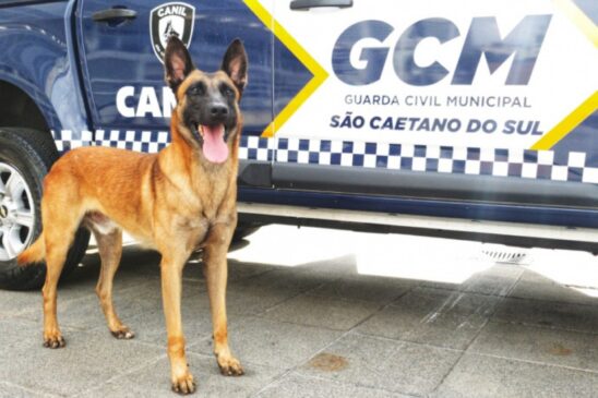 Bronx e outros cães do Canil de São Caetano são preparados para ações policiais, como busca de armas, entorpecentes e explosivos