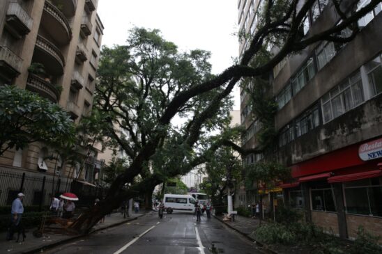 Uma árvore caiu no bairro de Higienópolis, na região central; a queda assustou os moradores de um prédio em frente