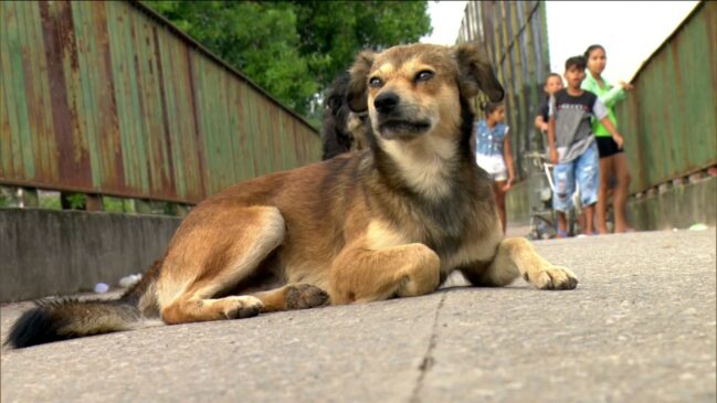 Cachorro salvo por moradora de rua antes de ser levada por córrego; mulher tinha dois cães, chamados Nenê e Vírus