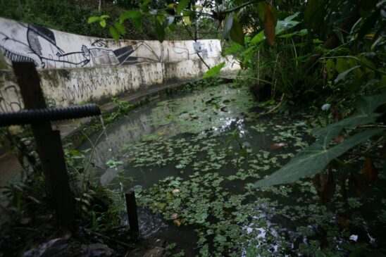 O coletivo Ocupe & Abrace construiu dois lagos na Praça da Nascente, que se tornaram habitats de várias espécies de animais