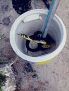 Uma cobra da espécie caninana, de aproximadamente 1,5 metros, foi encontrada ontem dentro de um supermercado em Iguape
