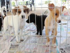 Evento de ado&ccedil;&atilde;o de c&atilde;es ser&aacute; realizado em Santos