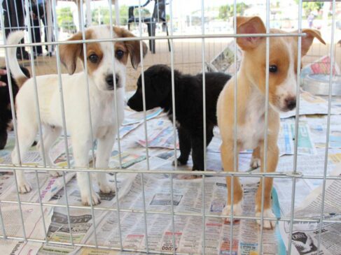 Evento de adoção de cães será realizado em Santos