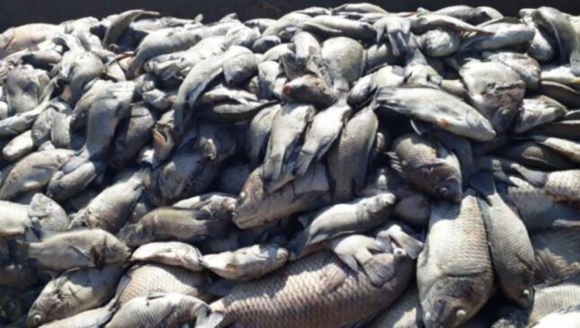 Tilápias eram criadas em 100 viveiros dispostos ao longo do braço do Tietê conhecido como Barra Mansa