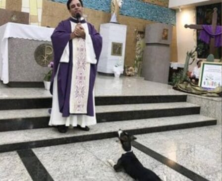 Cão Zezinho acompanha o padre há quase um mês em Olímpia