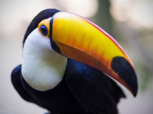 Close up of exotic Brazilian toucan bird in natural setting in Foz do Iguacu, Parana, Brazil.