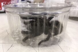Um lagarto leopardo e 64 aranhas caranguejeiras eram mantidos irregularmente em um imóvel residencial; animais foram apreendidos