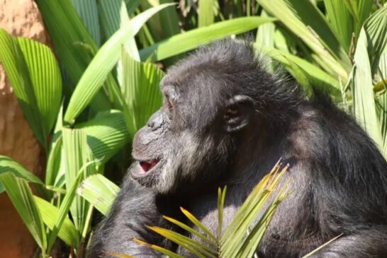 O TJ-SP determinou a transferência do chimpanzé Black, que vive sozinho em um recinto do zoo, para um santuário na zona rural