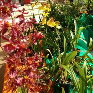 Feira de Orquídeas acontece no final de semana do Dia das Mães