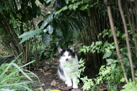Estima-se que haja cerca de 100 gatos vivendo nos limites do Parque da Aclimação