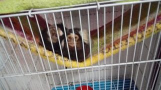 O grupo criminoso comercializava ilegalmente espécies em risco de extinção, como Macaco-prego, Arara-vermelha e Tucano-toco