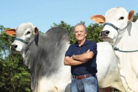 Os touros da geração 2017 tem de 20 a 24 meses de idade, com média de 610 kg, todos com ótima avaliação, segundo a leiloeira