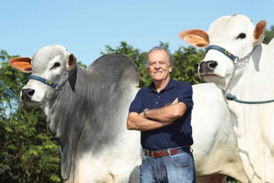 Os touros da geração 2017 tem de 20 a 24 meses de idade, com média de 610 kg, todos com ótima avaliação, segundo a leiloeira