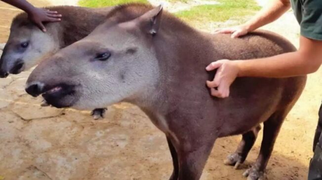 Com três anos de idade, o macho 'Marcelinho' e a fêmea 'Bianta' nasceram no zoológico municipal de Sorocaba, interior paulista